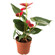 Anthurium plant in a pot. Bahamas