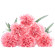 Pink Carnations